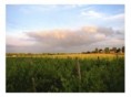 Penedes